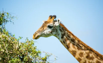 Amboseli National Park 18